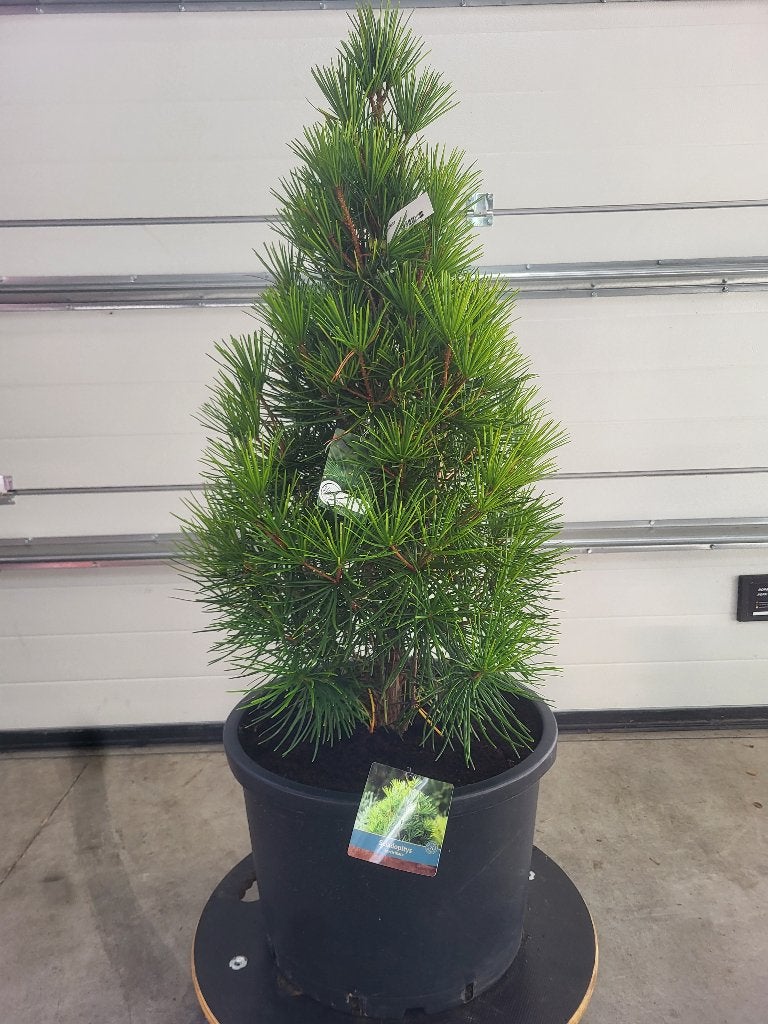 Sciadopitys verticillata-Kransspar, Bloeit niet, Zuilboom, Ophalen, Volle zon