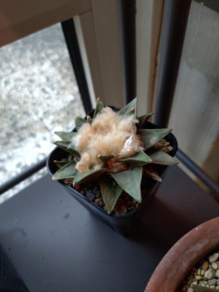 Ariocarpus Retusus Huizache - Zeldzame Cactus, Ophalen of Verzenden, Minder dan 100 cm, Bloeiende kamerplant, Volle zon