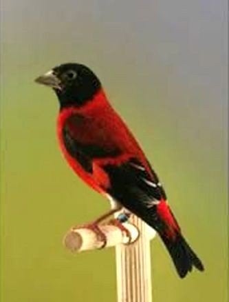 kapoetsensijs, Meerdere dieren, Tropenvogel, Geringd