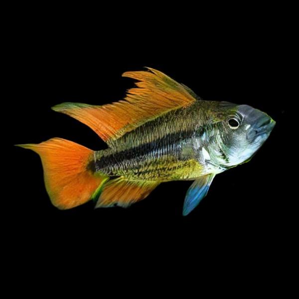 Apistogramma 4/5cm, Vis