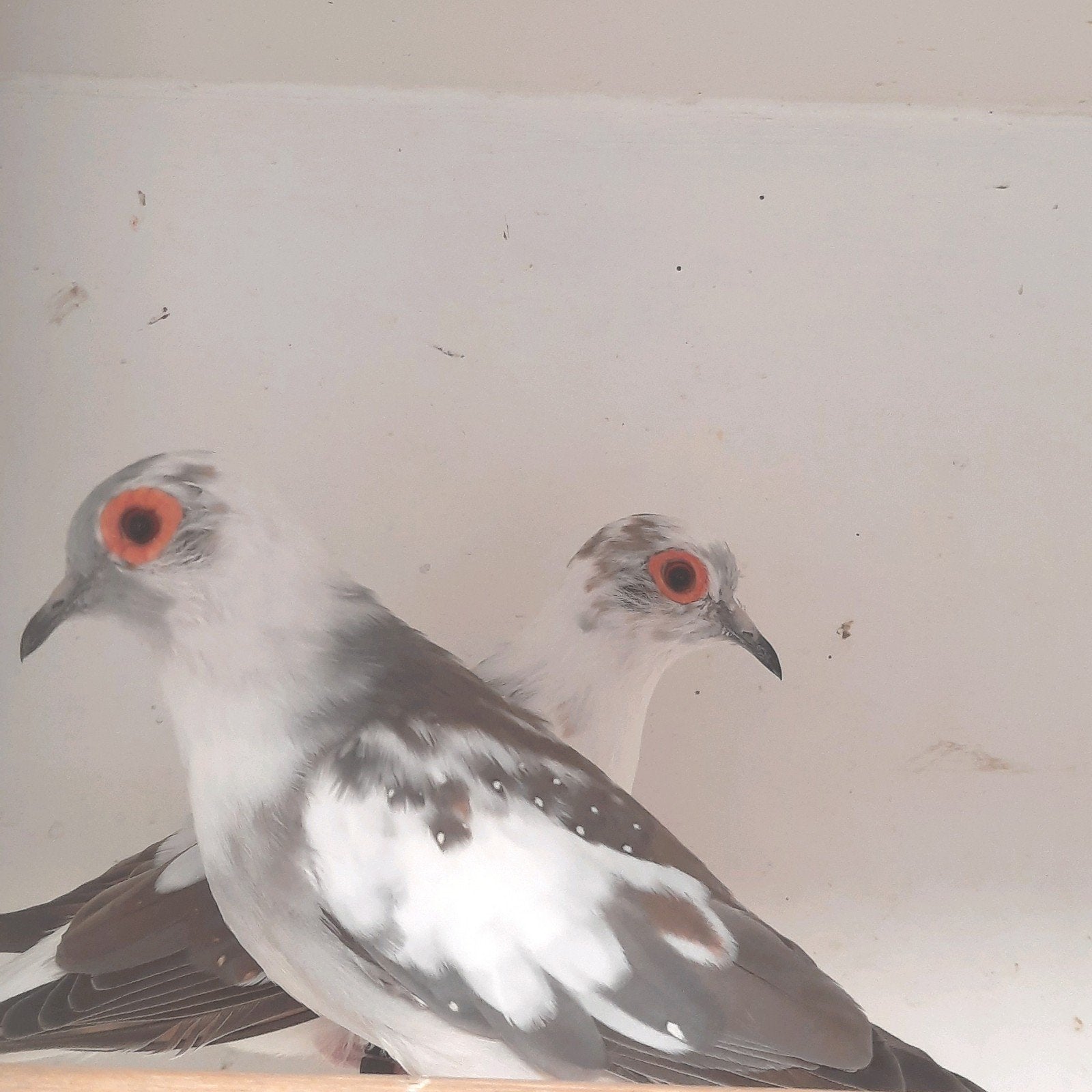 bonte diamantduifjes, Dieren en Toebehoren, Vogels | Overige Vogels, Meerdere dieren, Tropenvogel