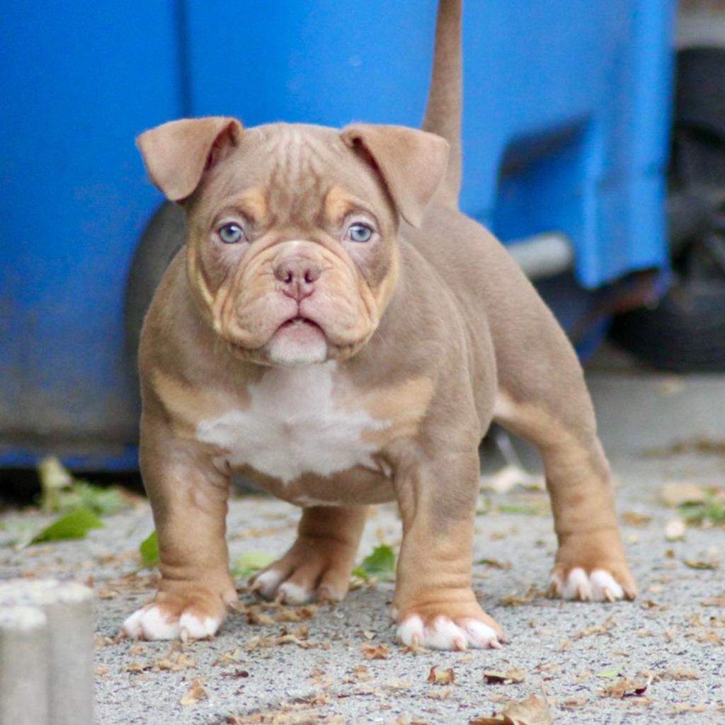 American Bully Micro pups zoeken hun gouden mandje, Parvo, Overige rassen, 8 tot 15 weken, Meerdere