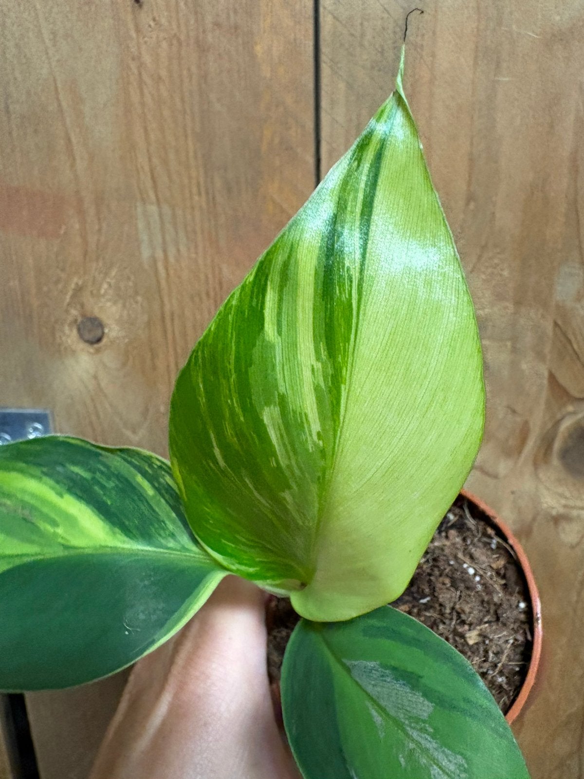 Musa cavendisch variegata plant albo lemon mint, Huis en Inrichting, Ophalen of Verzenden, Halfschaduw, Minder dan 100 cm