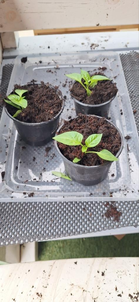 Paprika planten stekkies, Ophalen of Verzenden, Eenjarig, Groenteplanten, Volle zon