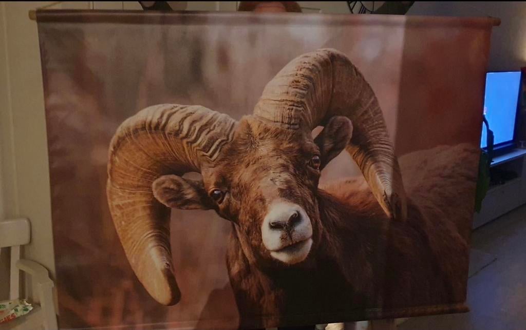 Wandkleed met indrukwekkende ram (canvas zeil), Ophalen of Verzenden, Zo goed als nieuw, Bruin, Met ophangsysteem