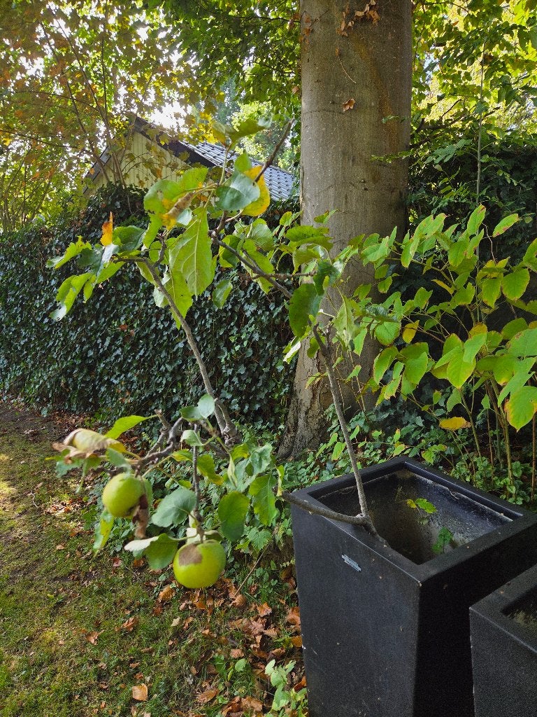 Appelboom, Tuin en Terras, Ophalen, Lente, Volle zon, Appelboom