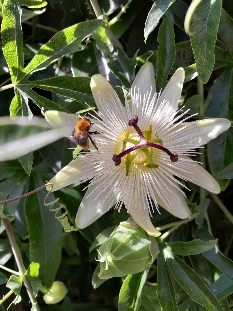 Passieflora / Passiebloem / tuinplant / klimplant Kleur: wit, Tuin en Terras, Planten | Tuinplanten, Ophalen, Volle zon, Vaste plant