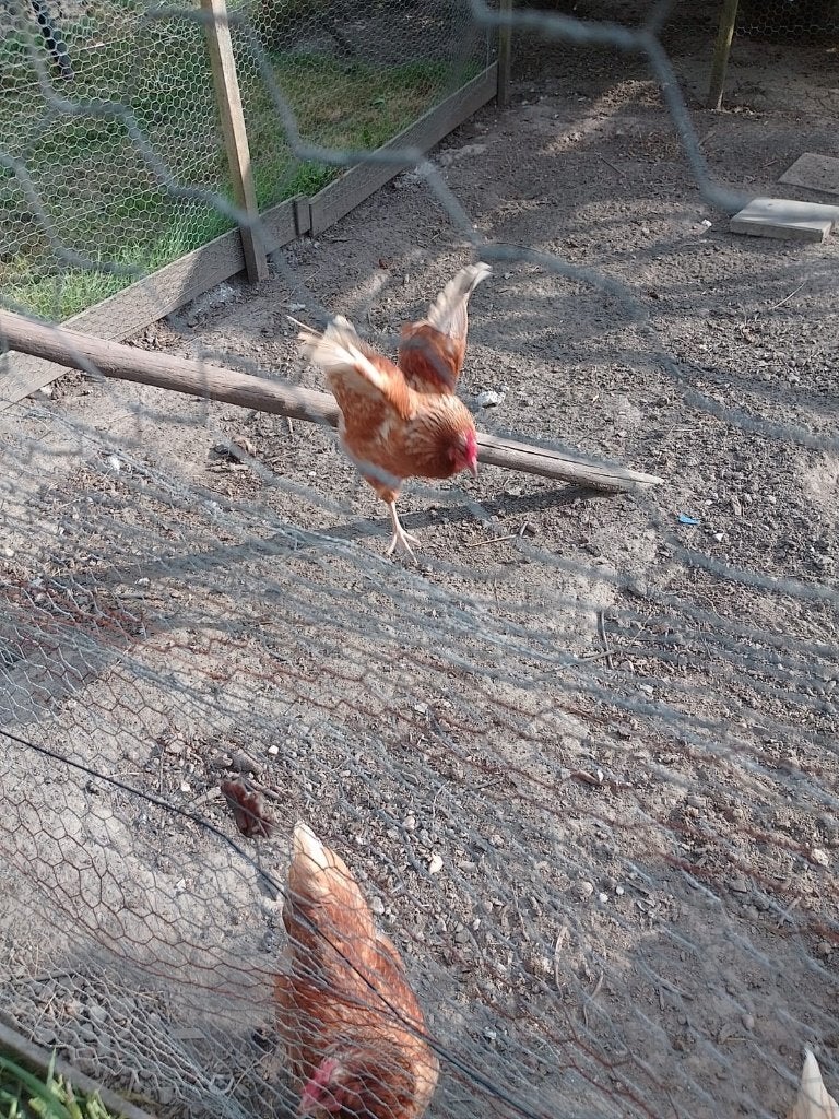 Jonge leghennen, Dieren en Toebehoren, Pluimvee, Vrouwelijk, Kip