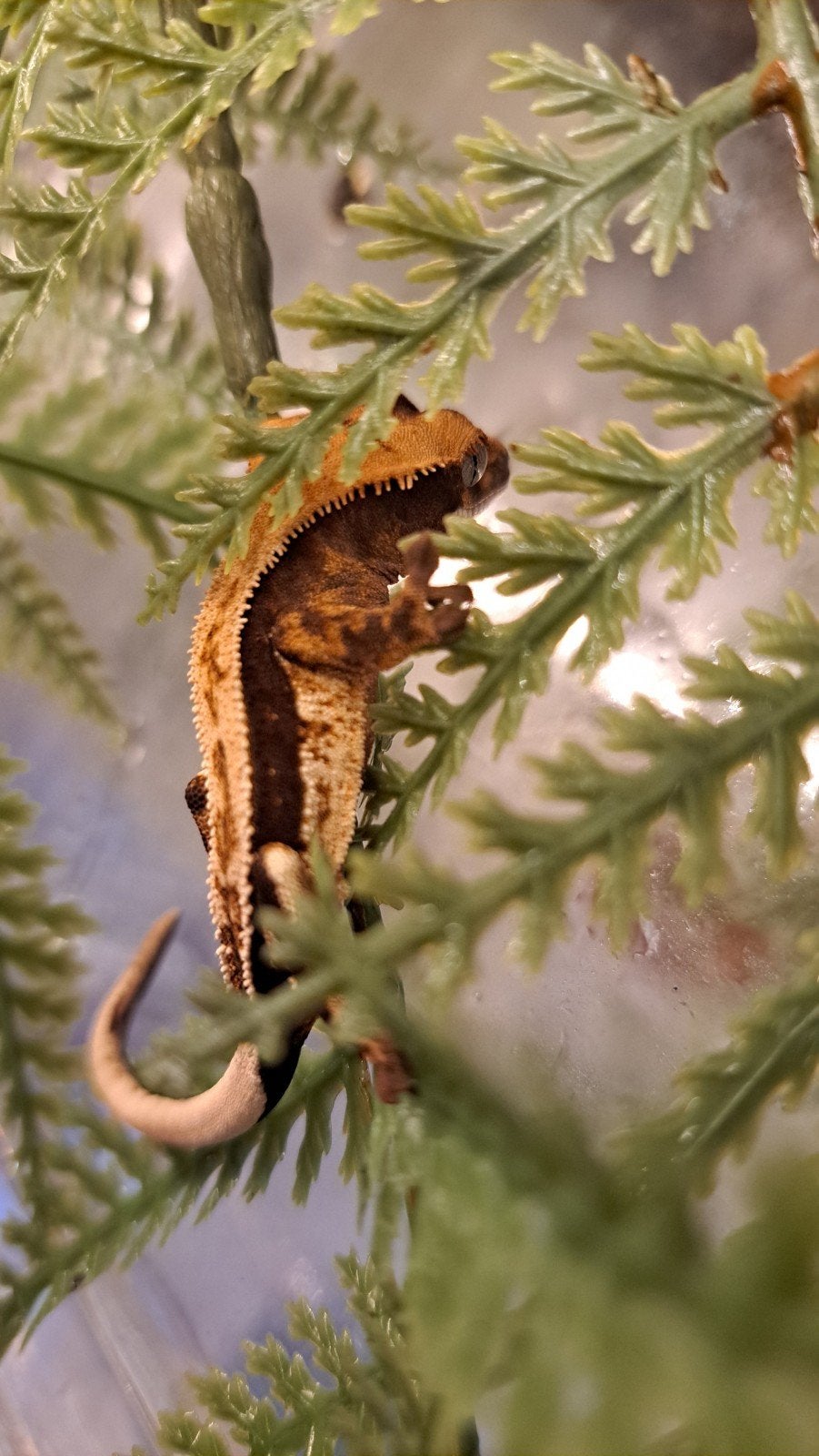 Wimpergekko vrouw, Tricolor full pinstripe. Proven Crested Gecko photo 7