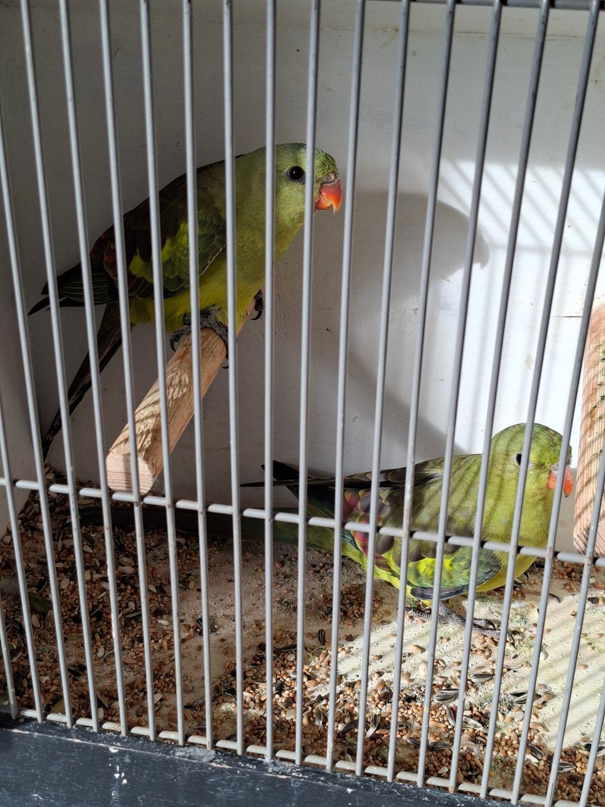 mooi koppel bergparkieten, Dieren en Toebehoren