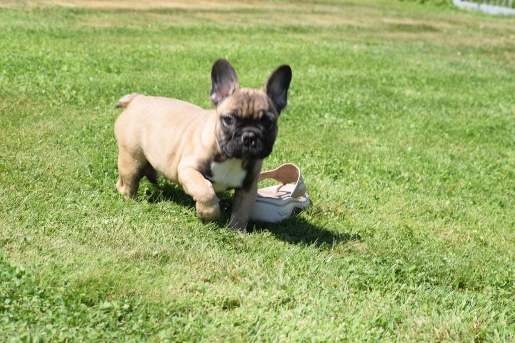 Franse bulldog pups korthaar en fluffy, 15 weken tot 1 jaar, Buitenland, Parvo, Bulldog