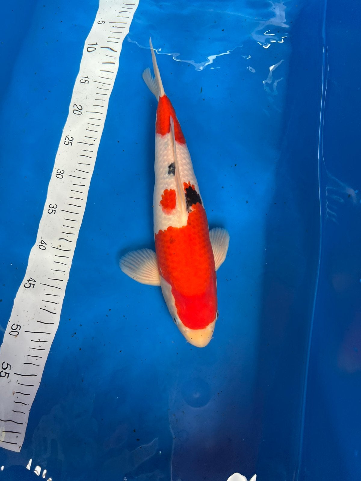 Sanke koi, Vis