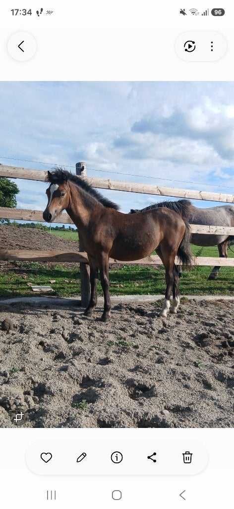 Prachtig merrieveulen., Merrie, Met stamboom, Niet van toepassing, 0 tot 2 jaar