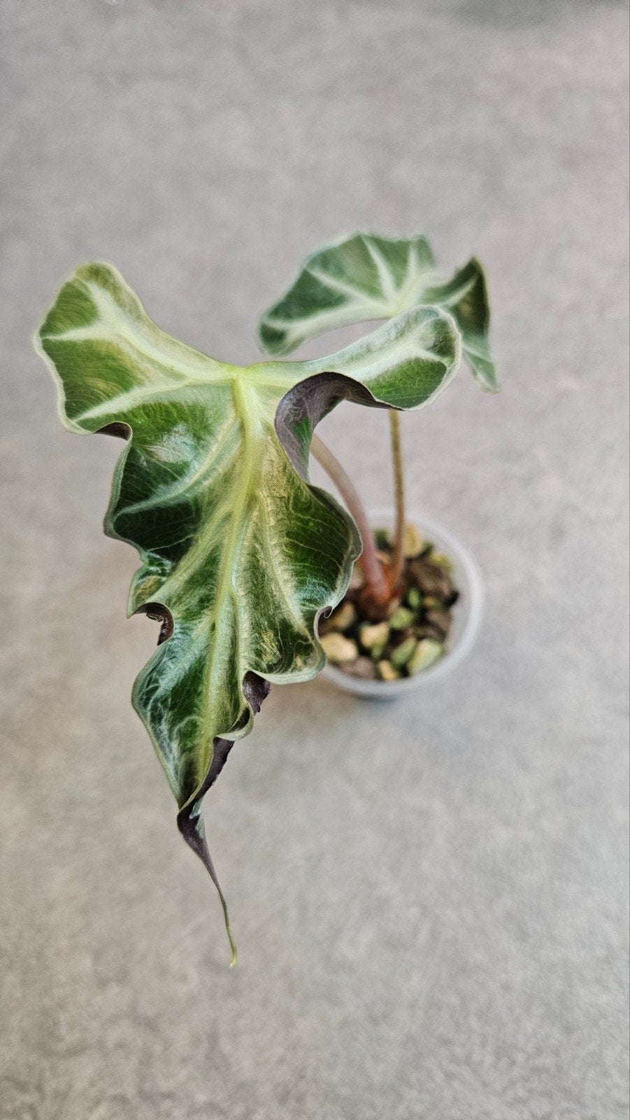 Alocasia Loco, Ophalen of Verzenden, Halfschaduw, Minder dan 100 cm