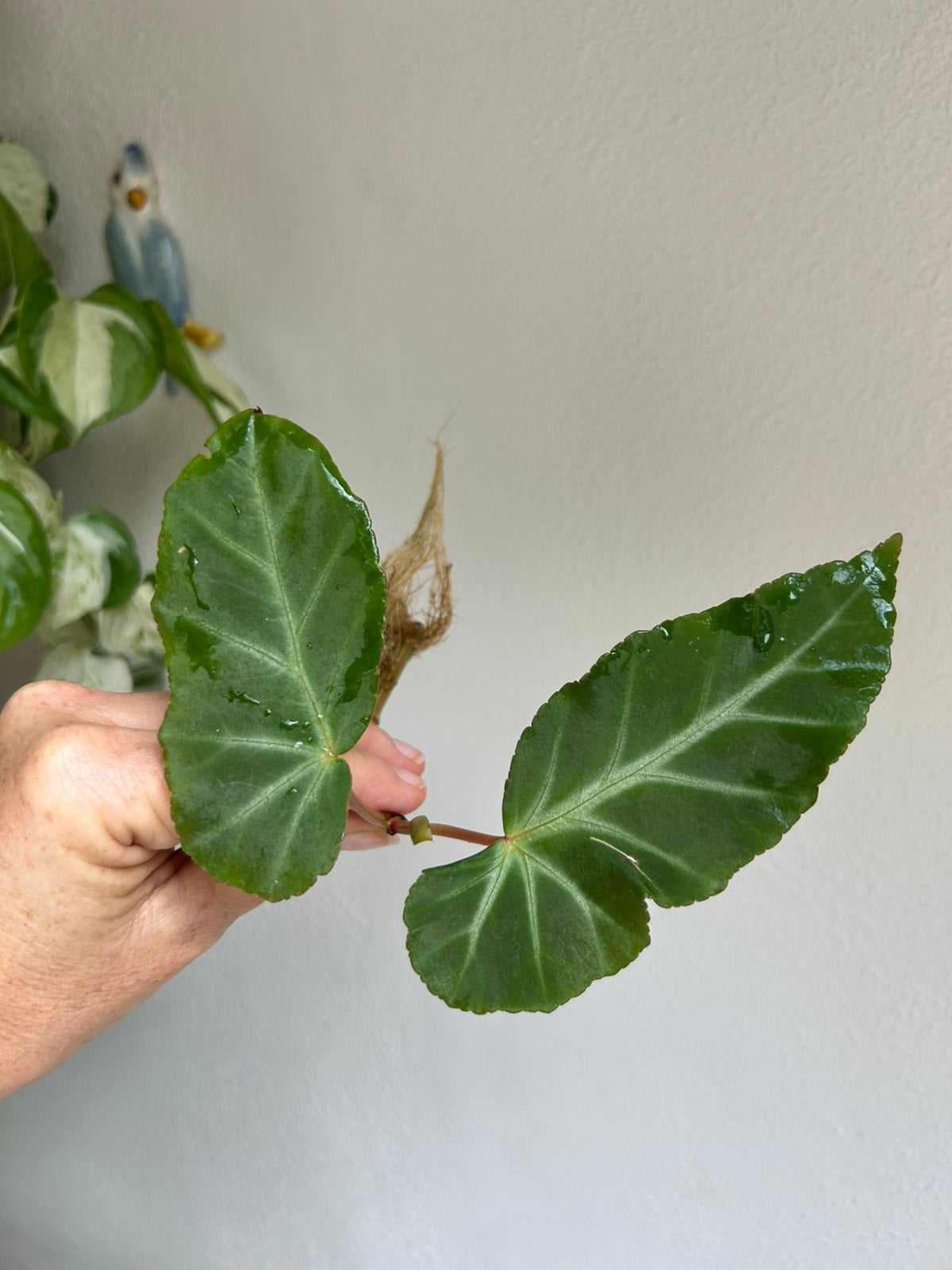 Begonia grey feather, gewortelde kopstek, Huis en Inrichting, Kamerplanten, Ophalen of Verzenden, Halfschaduw, Minder dan 100 cm