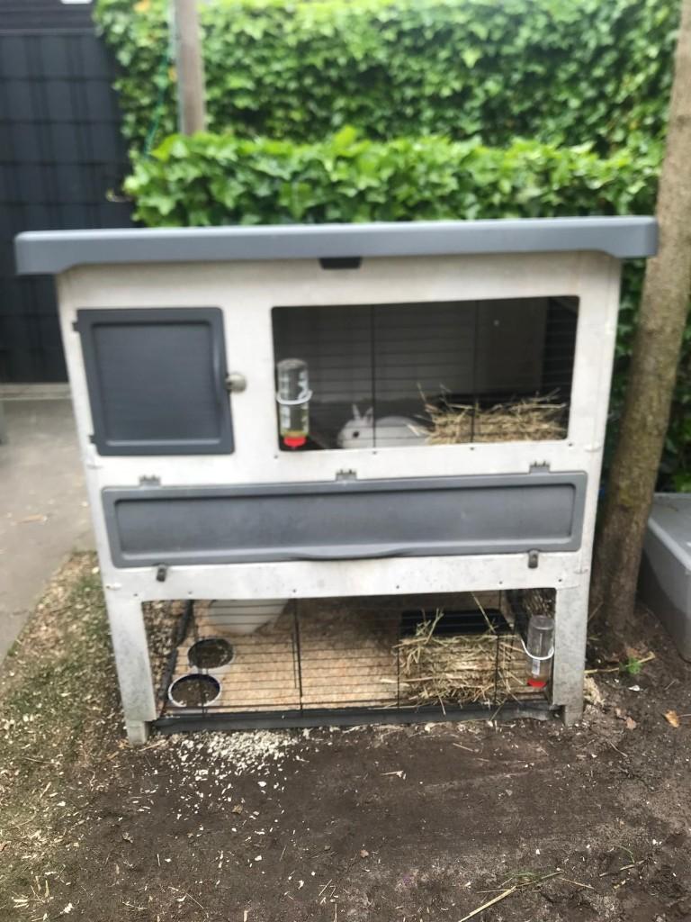 Konijnenhok INCLUSIEF 3 konijnen, en toebehoren, Dieren en Toebehoren, Konijnen, Meerdere dieren, Middelgroot, 0 tot 2 jaar
