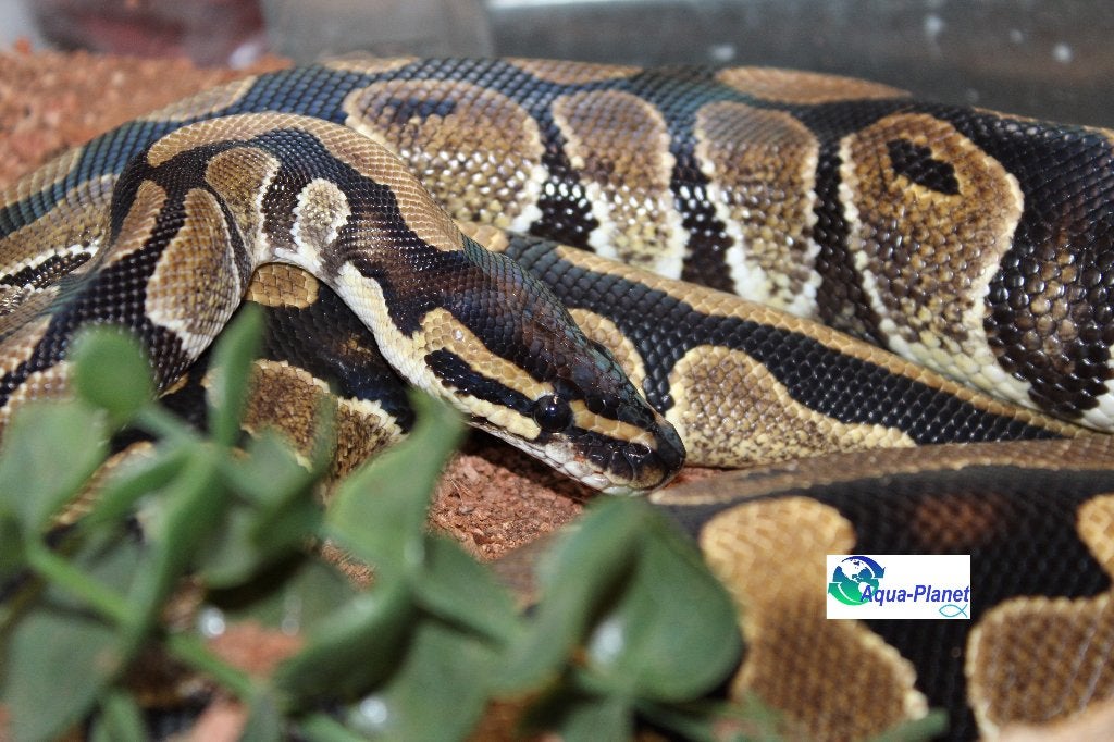 Koningspython Ball Python photo 2