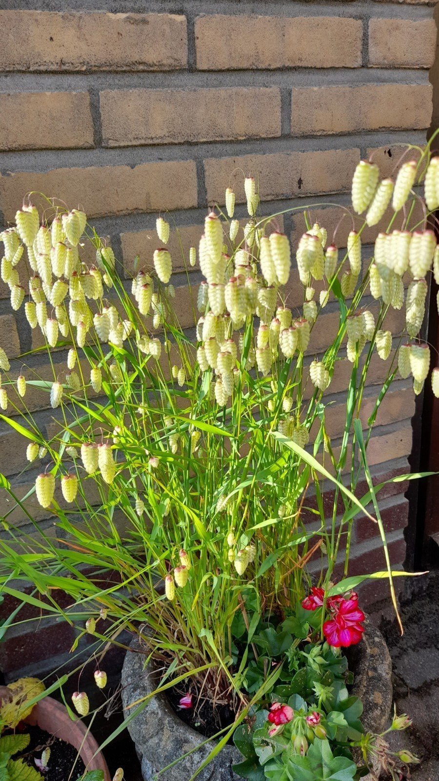 Briza Maxima of groot trilgras, Tuin en Terras, Volle zon, Eenjarig, Siergrassen, Ophalen of Verzenden