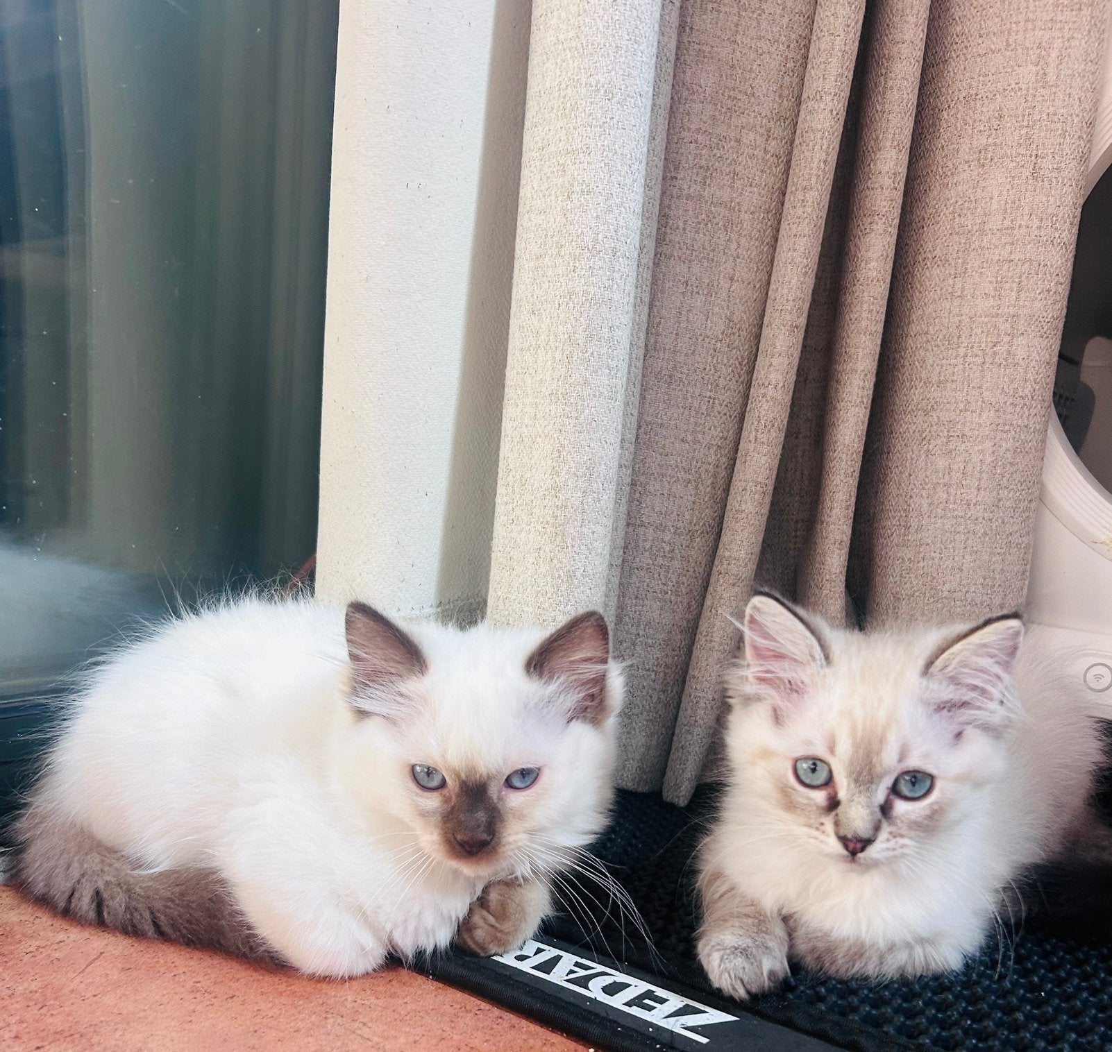 Laatste 2 ragdoll kittens met stamboom blue lynx en choco, Meerdere dieren, Gechipt