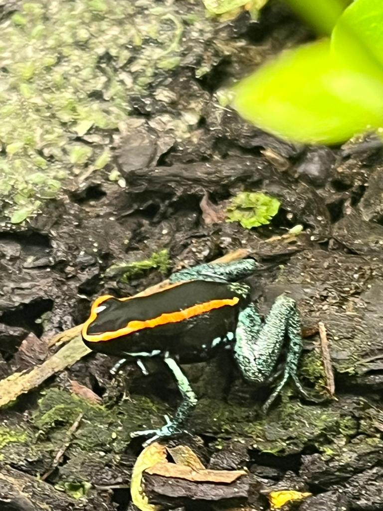 Phylobates vittatus, Amfibie, 0 tot 2 jaar