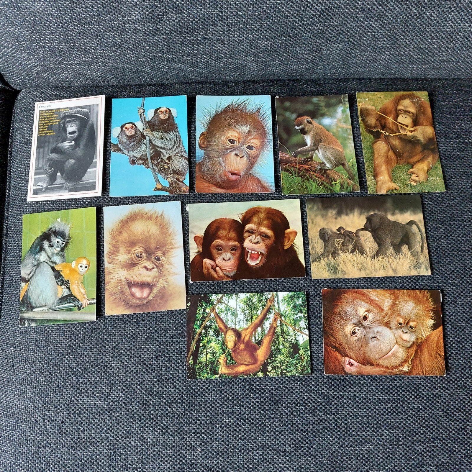 11 Apen ansichtkaarten - diverse soorten, Verzamelen, Ophalen of Verzenden, 1980 tot heden, Gelopen