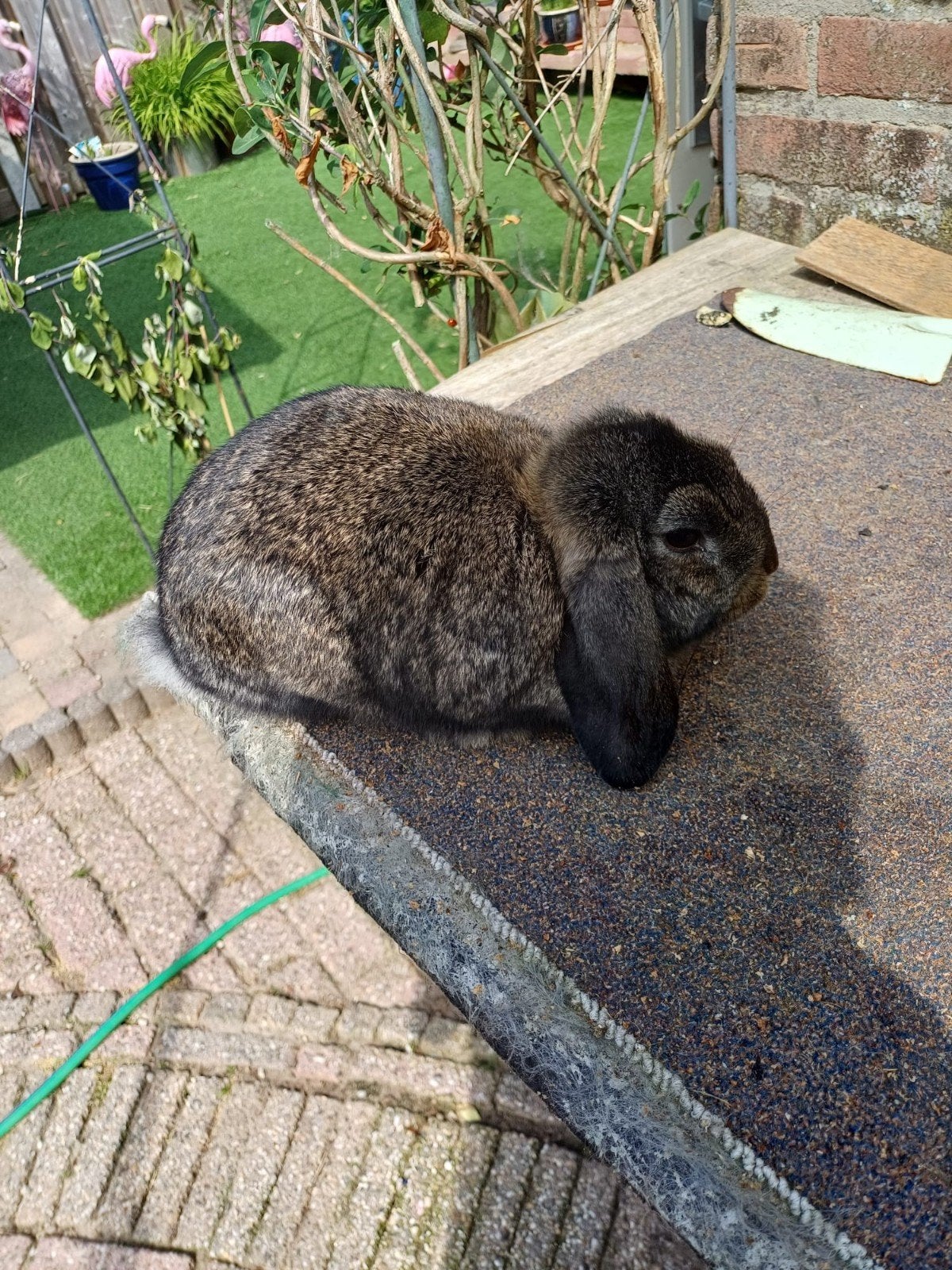 Baby dwerghangoor konijntje te koop, Dieren en Toebehoren, Konijnen, Mannelijk, Dwerg