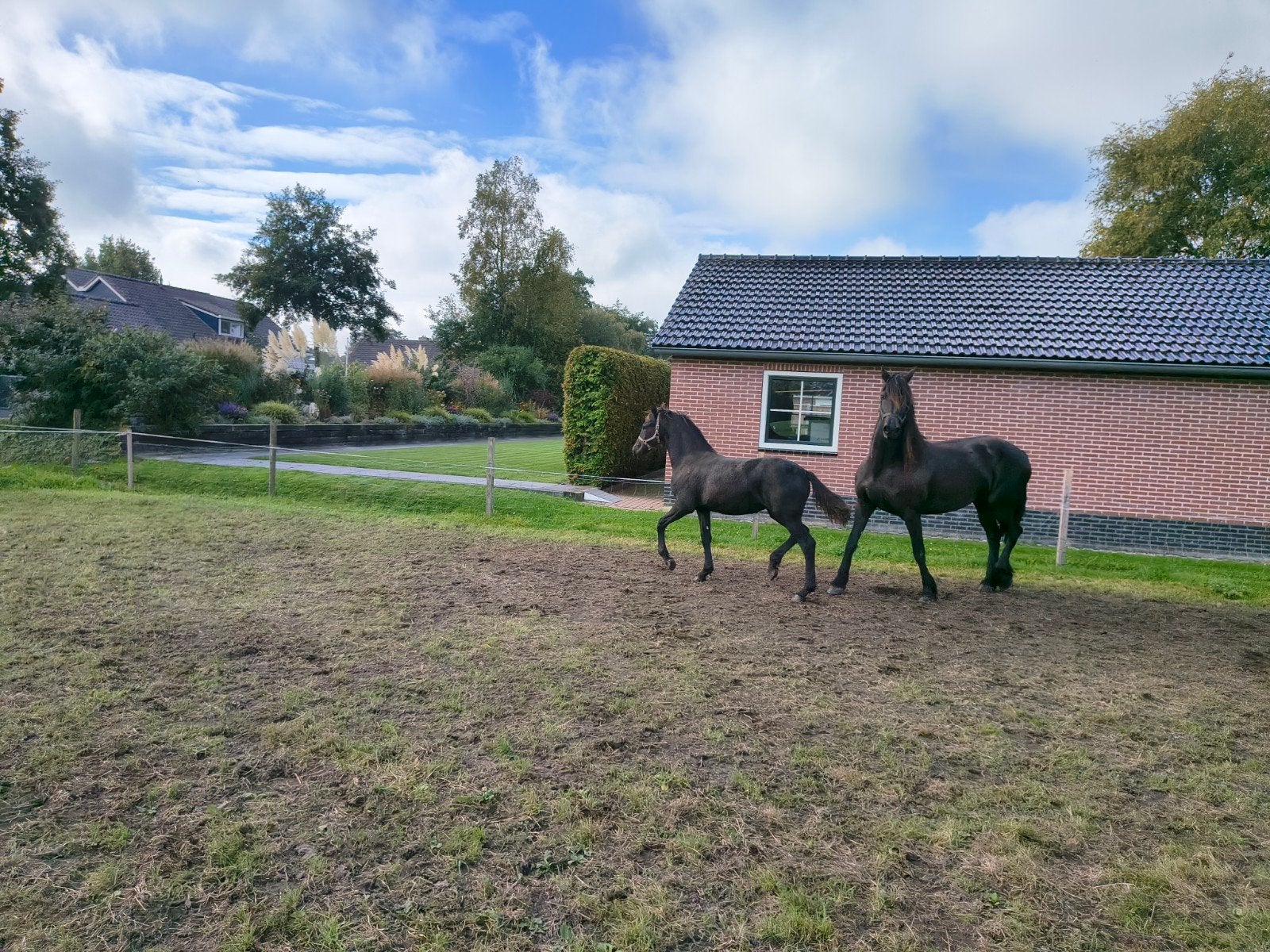 1e premie Fries merrieveulen, Dieren en Toebehoren, Merrie, 0 tot 2 jaar