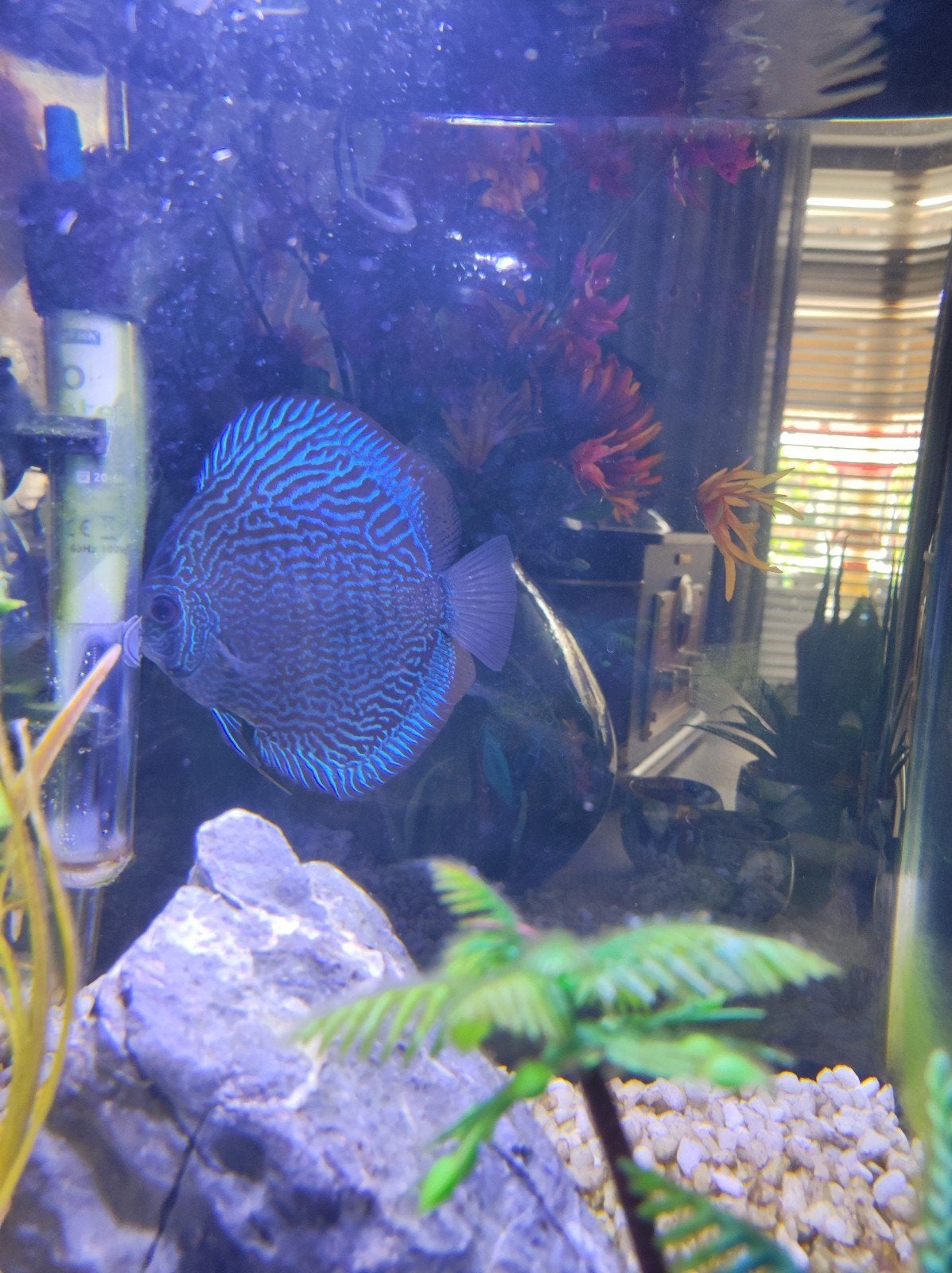 mooie Blue Diamond discus vis, Dieren en Toebehoren, Vis