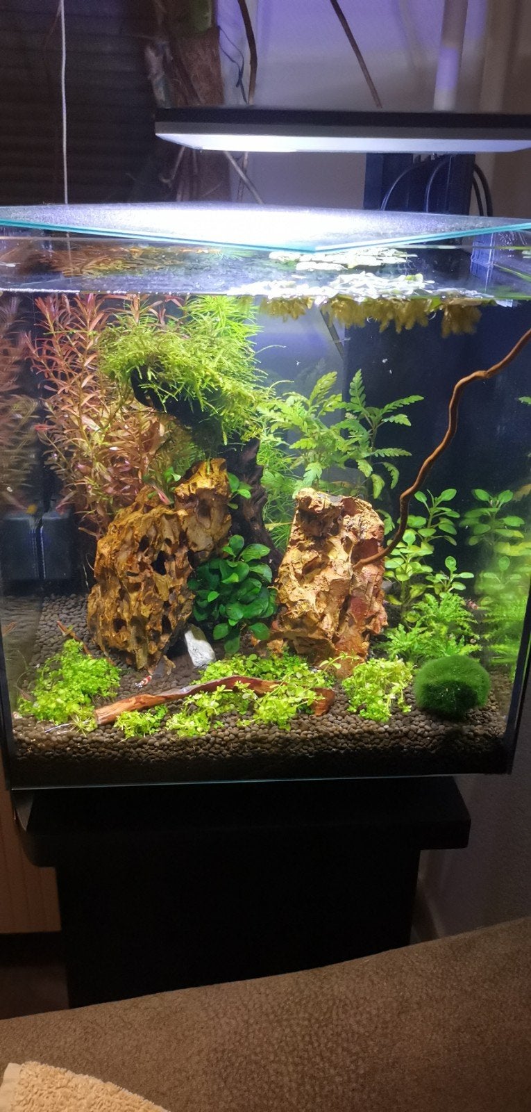 Aquarium weg geef / ruil WhatsApp groep zuid Holland, Ophalen, Plant(en), Steen of Hout
