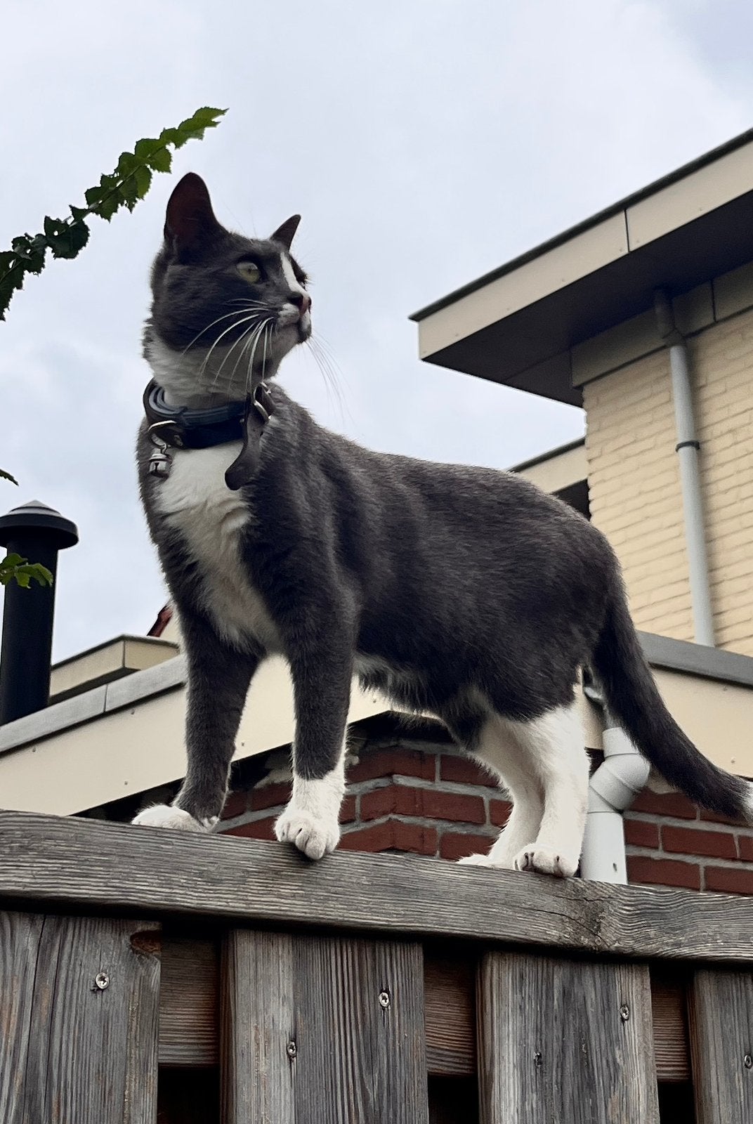 Lieve poes Luna (2 jaar) zoekt een fijn nieuw thuis, Dieren en Toebehoren, Poes, Gechipt, 0 tot 2 jaar