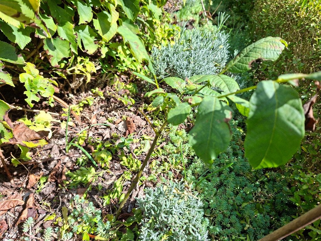 Walnoot, zaailingen, Tuin en Terras, Bloeit niet, Overige soorten, 100 tot 250 cm, Ophalen