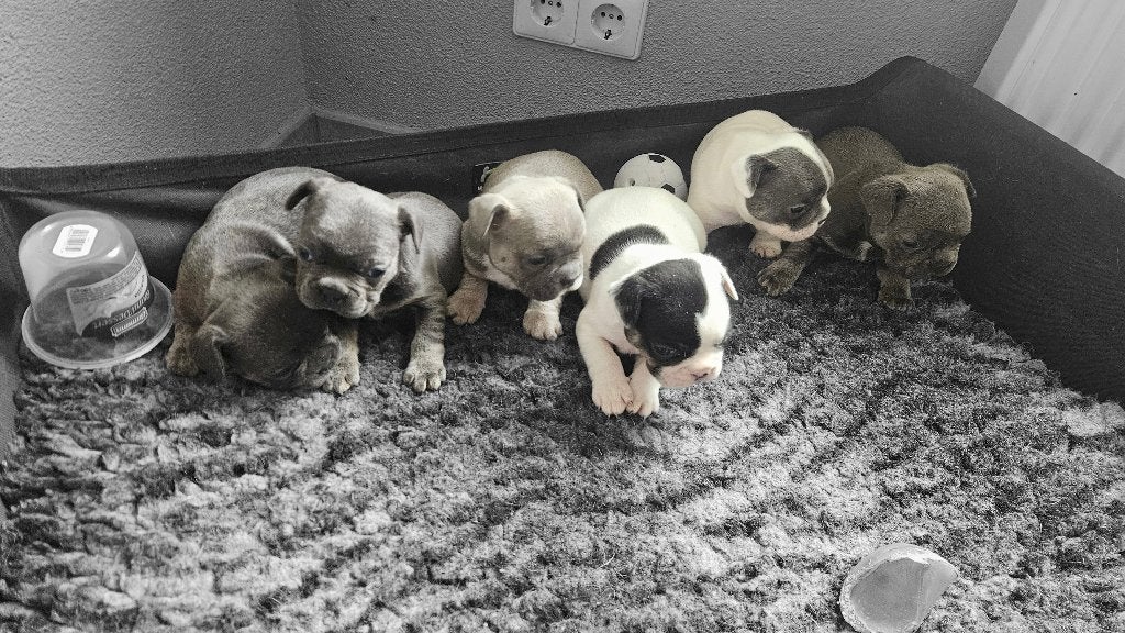 Franse Bulldog Pups met stamboom, Dieren en Toebehoren, Parvo, Nederland, 8 tot 15 weken, Bulldog