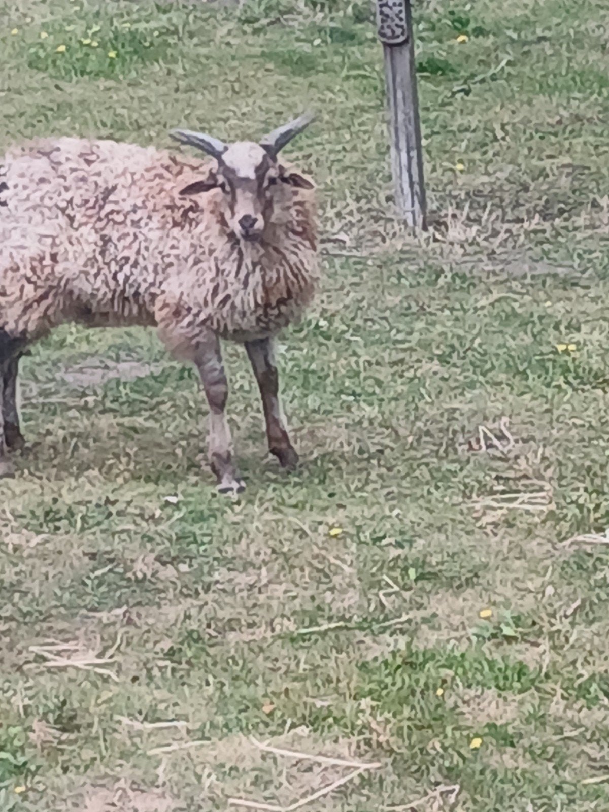 Racka rammetje, Mannelijk, Schaap