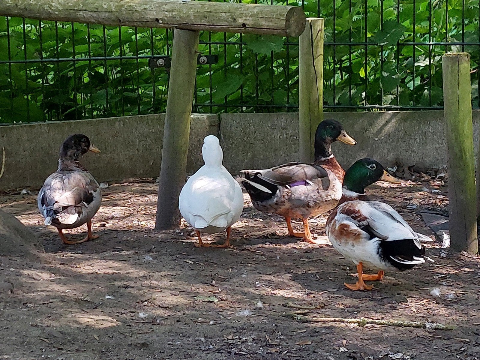 3 Hollandse kwaker eenden mannen, Dieren en Toebehoren, Meerdere dieren, Eend