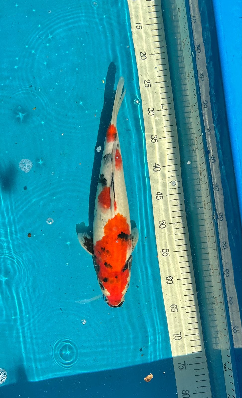 Showa – 37 cm – Female - Kweker, WADA koi Farm €240, Karper of Koi