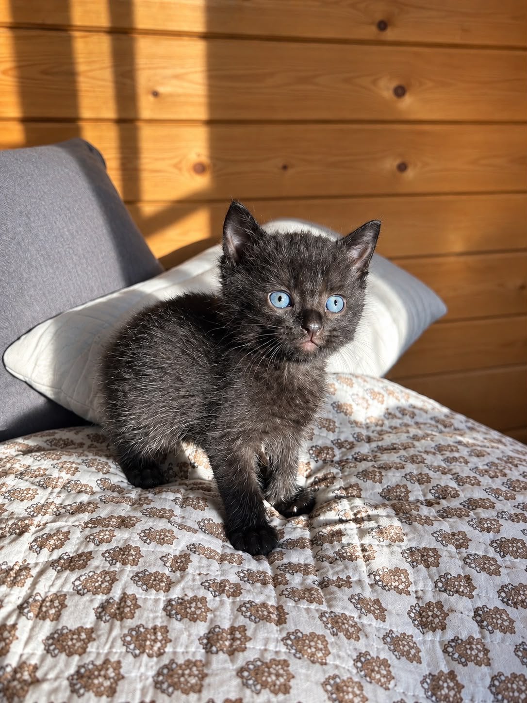 mooi nestje kittens moeder siamees, Meerdere dieren, Ontwormd