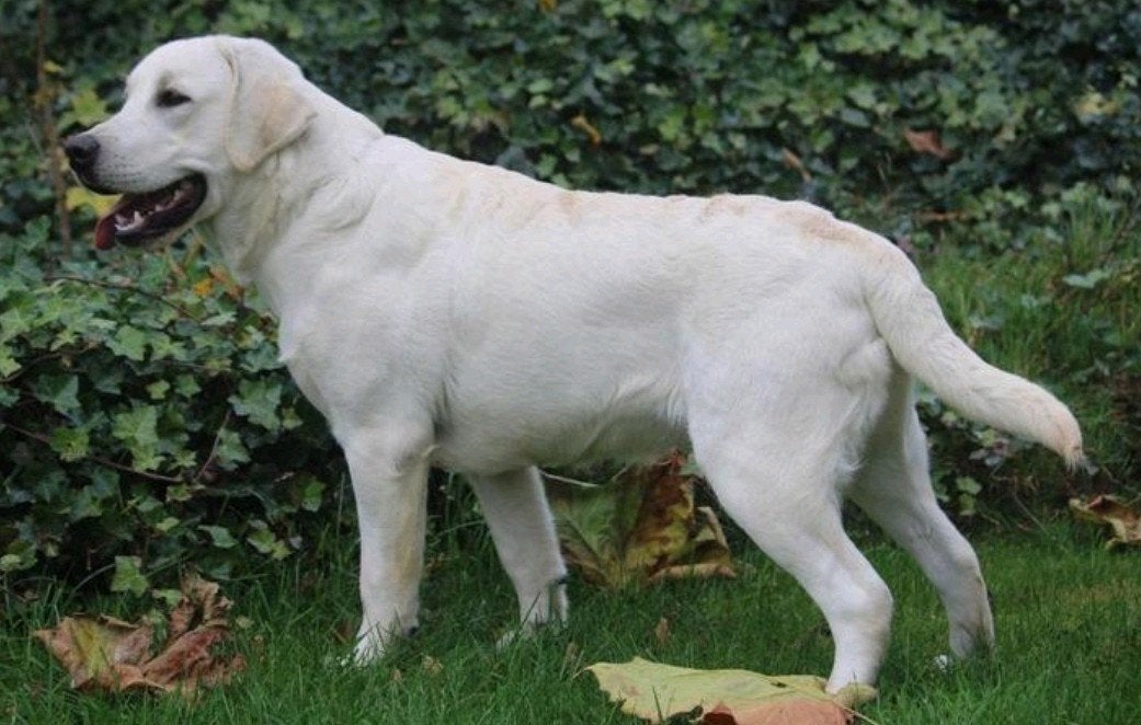 raszuiver labrador met stamboom, Nederland, Reu, CDV (hondenziekte), Labrador retriever
