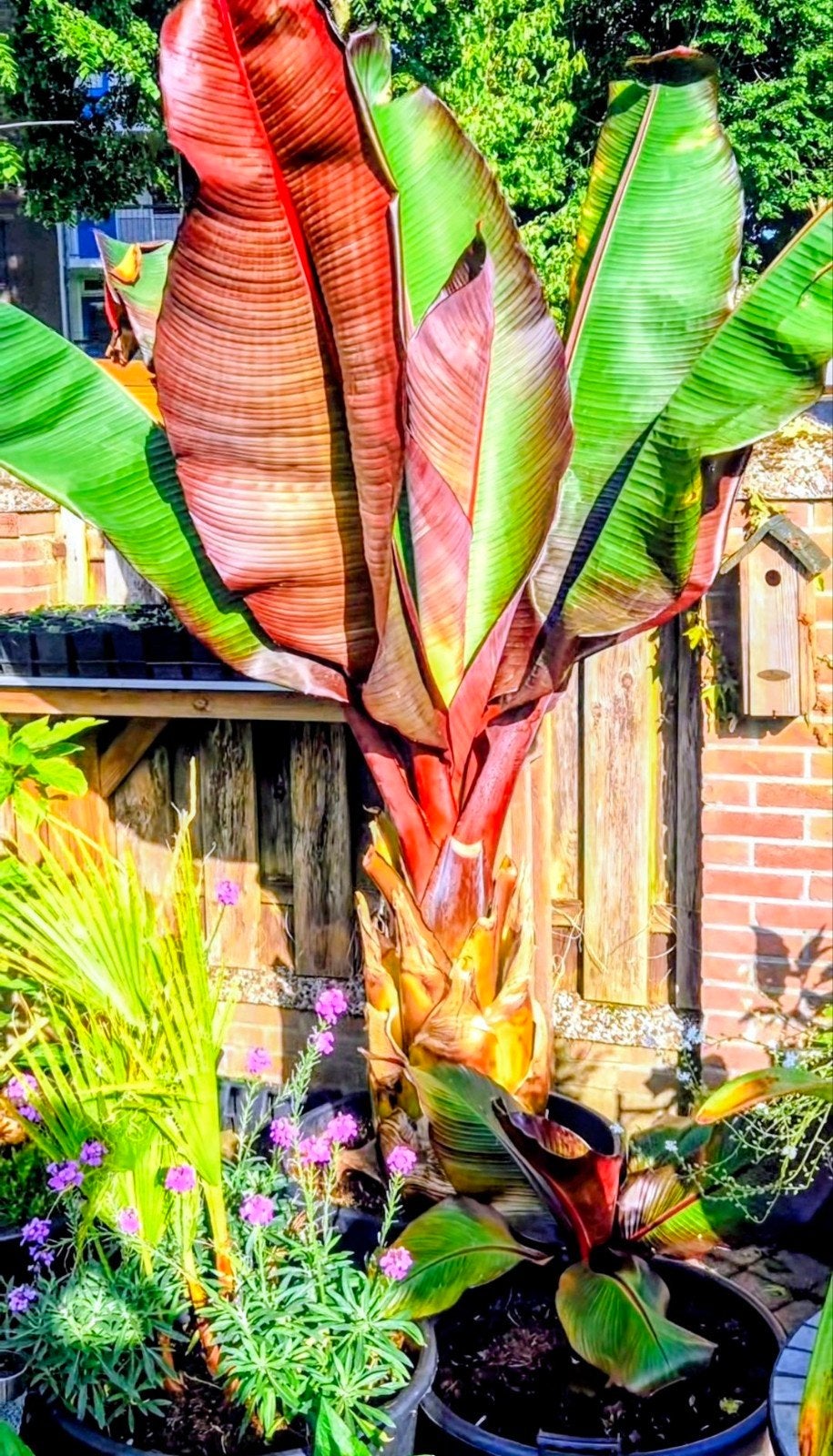 ensete maurelli rode bananenplant, Ophalen, Volle zon