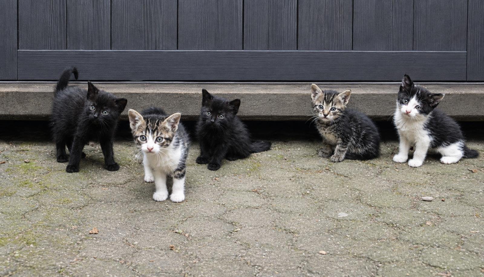 Schattige europese korthaar kittens te koop, Meerdere dieren, Kortharig, 0 tot 2 jaar