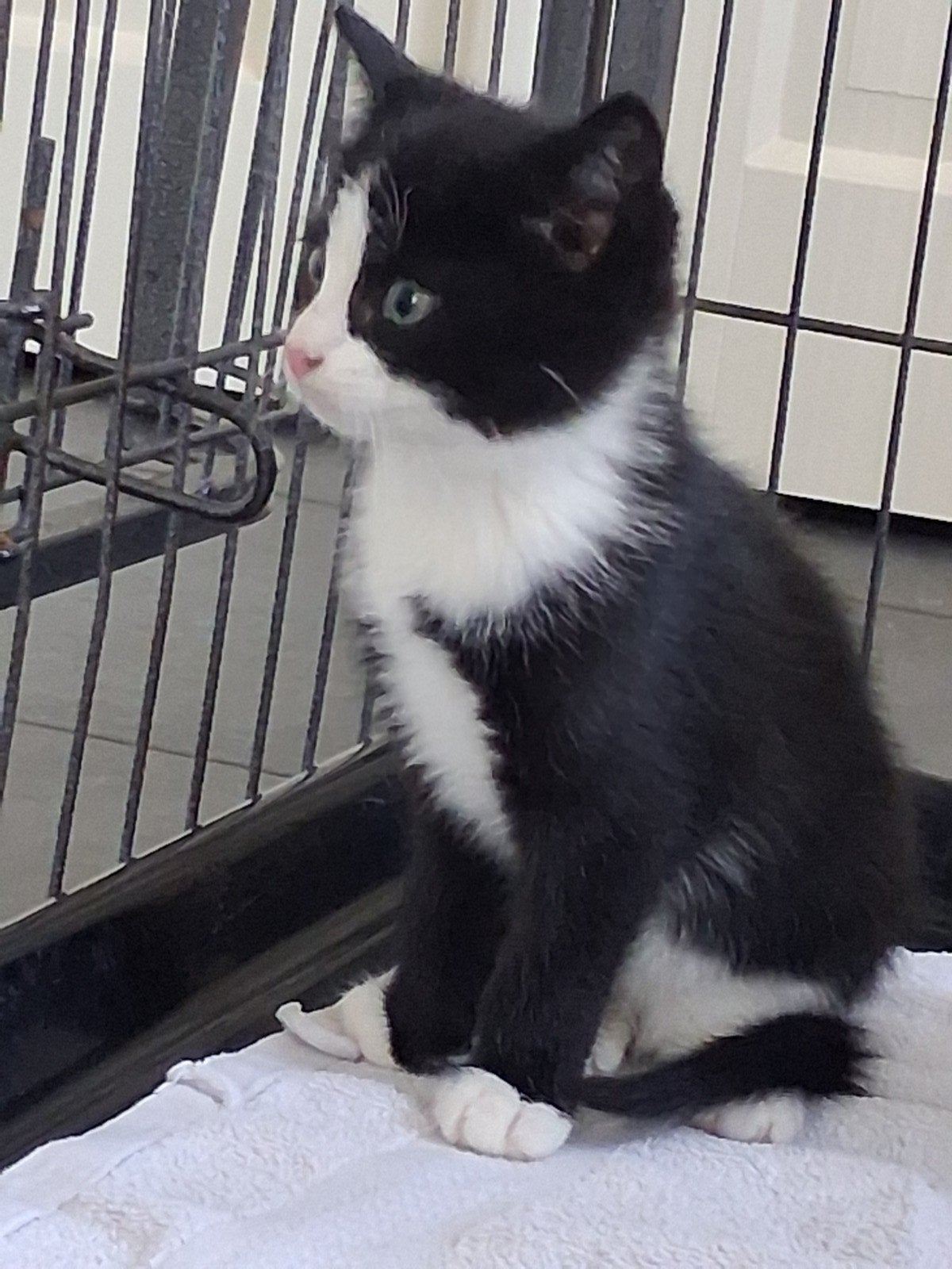 Jonge kittens ( nog 2 vrouwtjes) te koop., Dieren en Toebehoren, Poes