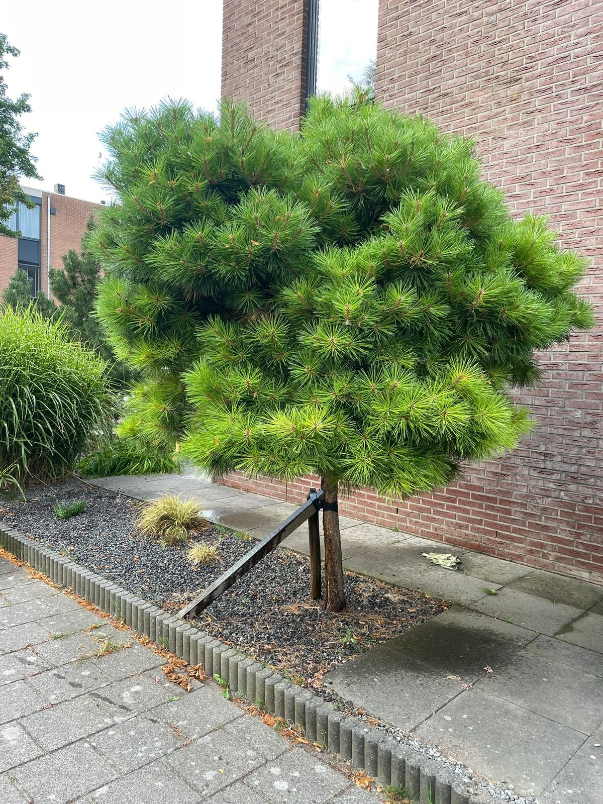 Denneboom 10 jaar oud, Tuin en Terras, Ophalen, Volle zon, Overige soorten