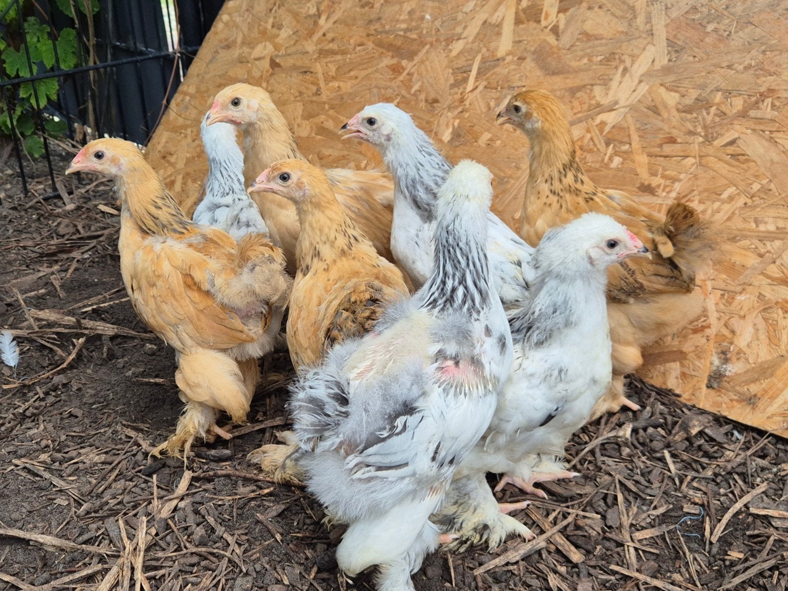 8 jonge brahma kuikens te koop, Dieren en Toebehoren, Pluimvee, Geslacht onbekend, Kip