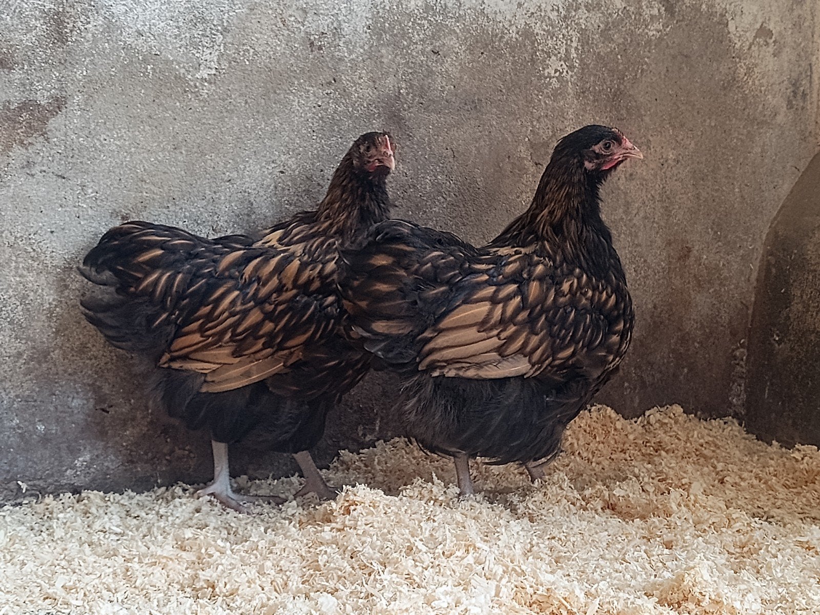 Orpington, Dieren en Toebehoren, Pluimvee, Vrouwelijk, Kip