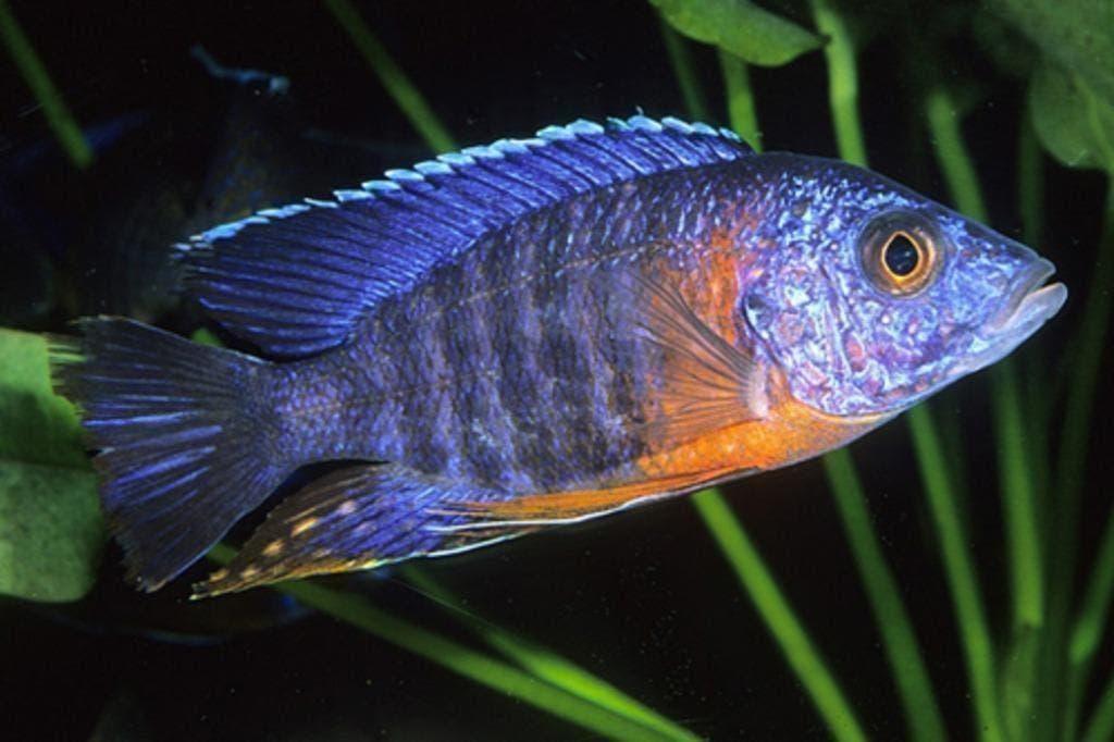 Kleurige actieve vissen? malawi cichlide, prachtig op kleur, Dieren en Toebehoren, Vissen | Aquariumvissen, Vis, Zoetwatervis
