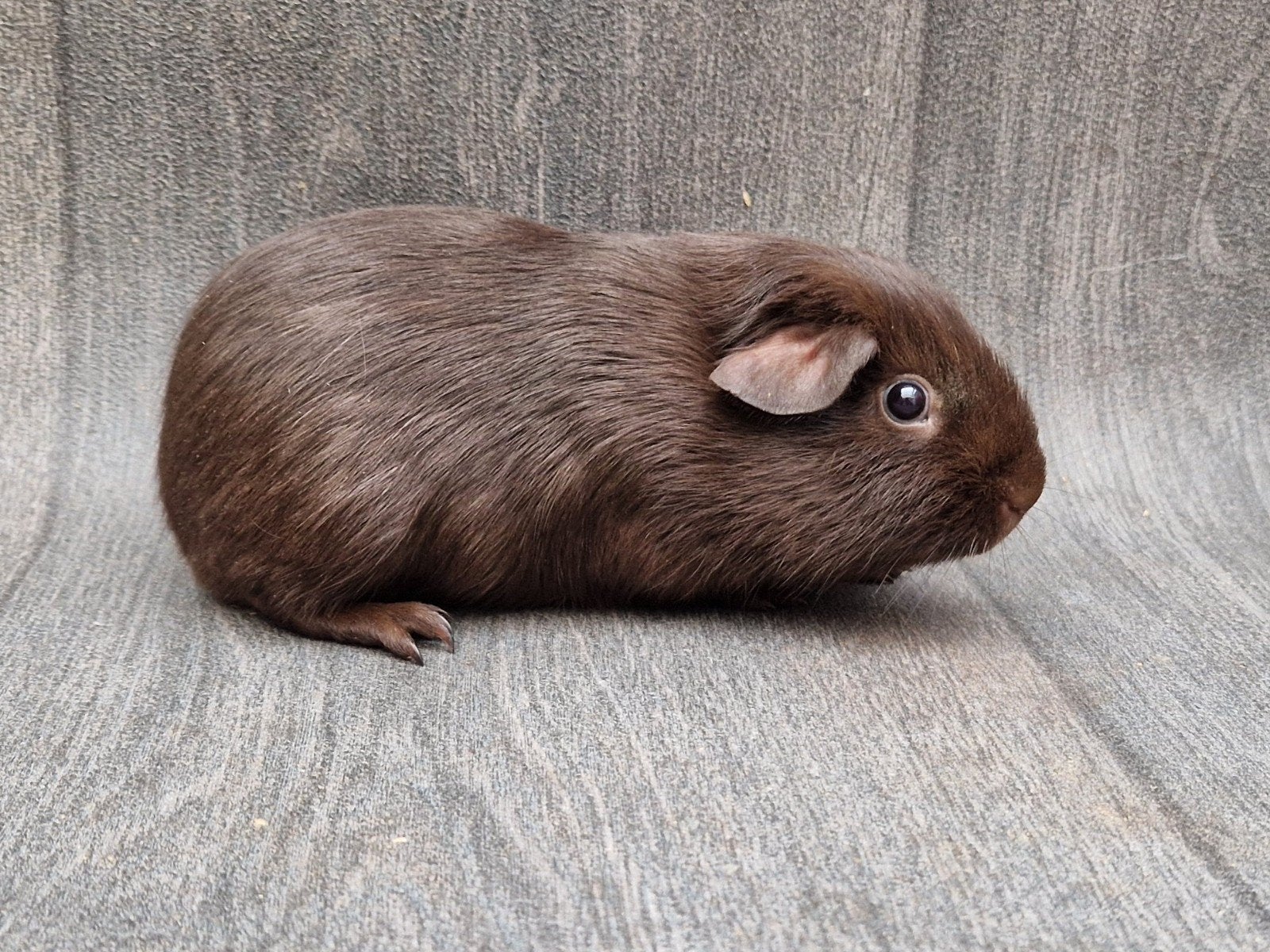 cavia gladhaar beer 1, Cavia, Mannelijk, Tam, Oktober