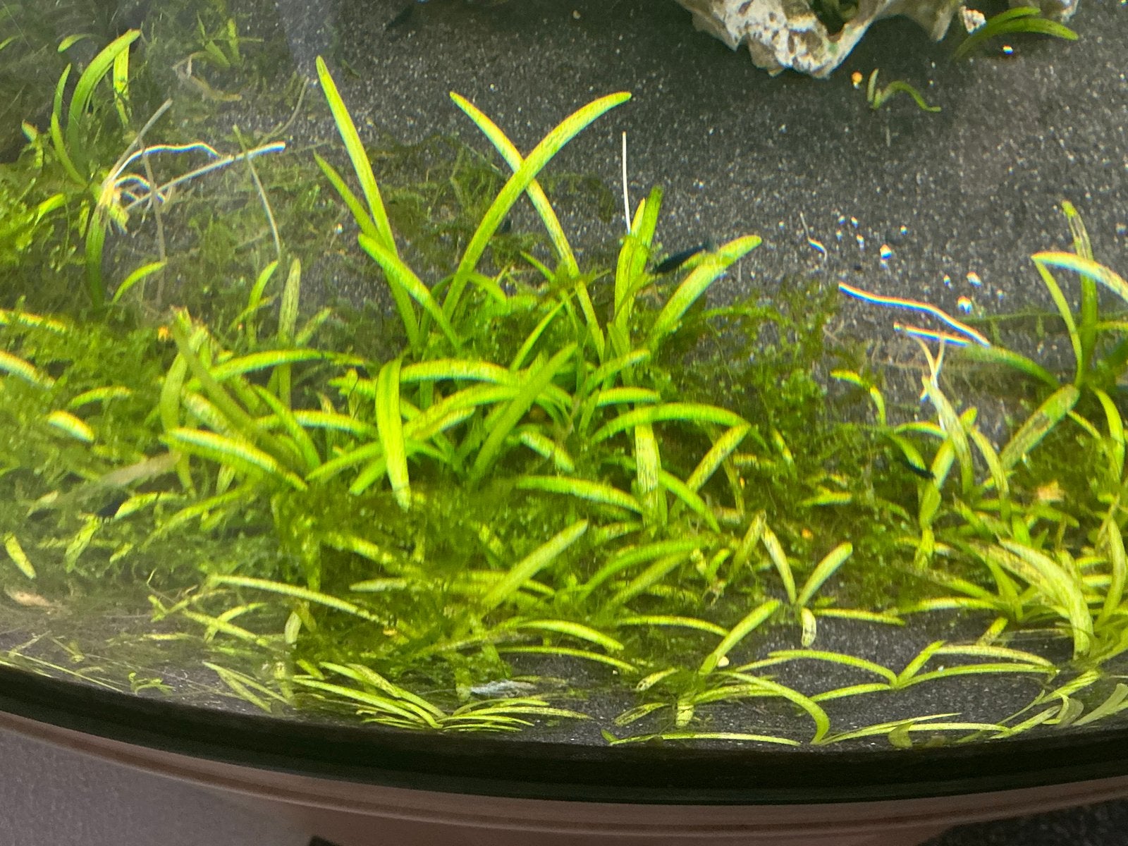 Sagittaria subulata Dwerg Pijlkruid Aquariumplant voorgrond, Dieren en Toebehoren, Vissen | Aquaria en Toebehoren, Ophalen of Verzenden
