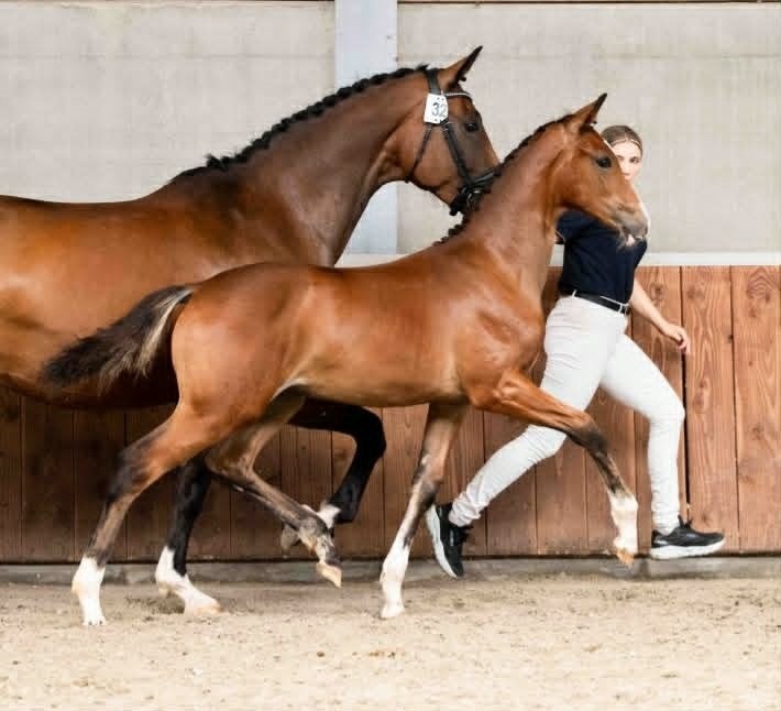chique bruin merrieveulen en 12 jarige goede fokmerrie, Dieren en Toebehoren, Merrie, Met stamboom, Dressuurpaard, 0 tot 2 jaar