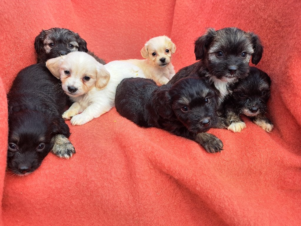 PRACHTIGE BOOMER PUPS, Nederland, CDV (hondenziekte), 8 tot 15 weken, Meerdere