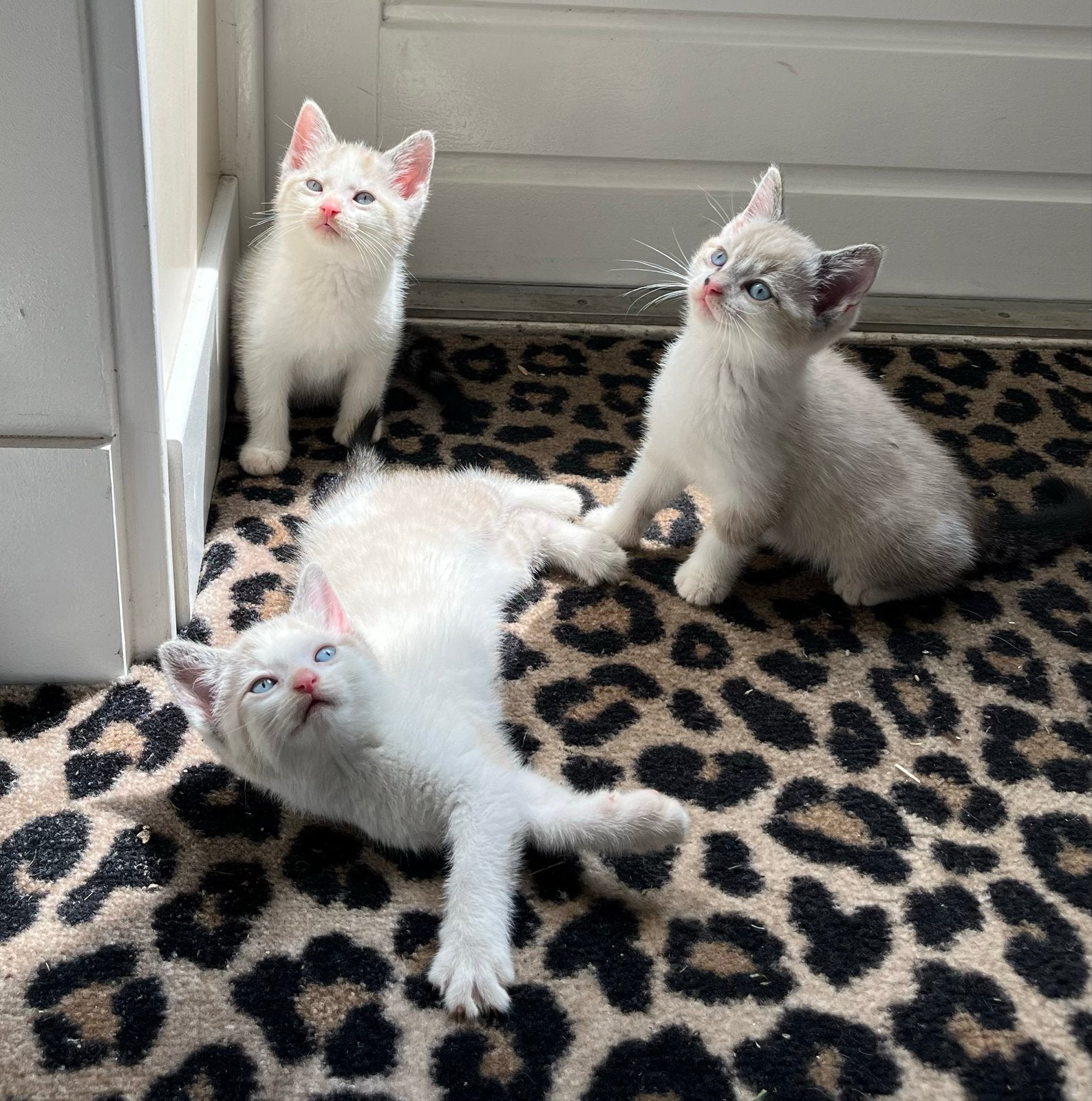 prachtige kittens siamees met unieke tekeningen, Meerdere dieren, Kortharig, 0 tot 2 jaar