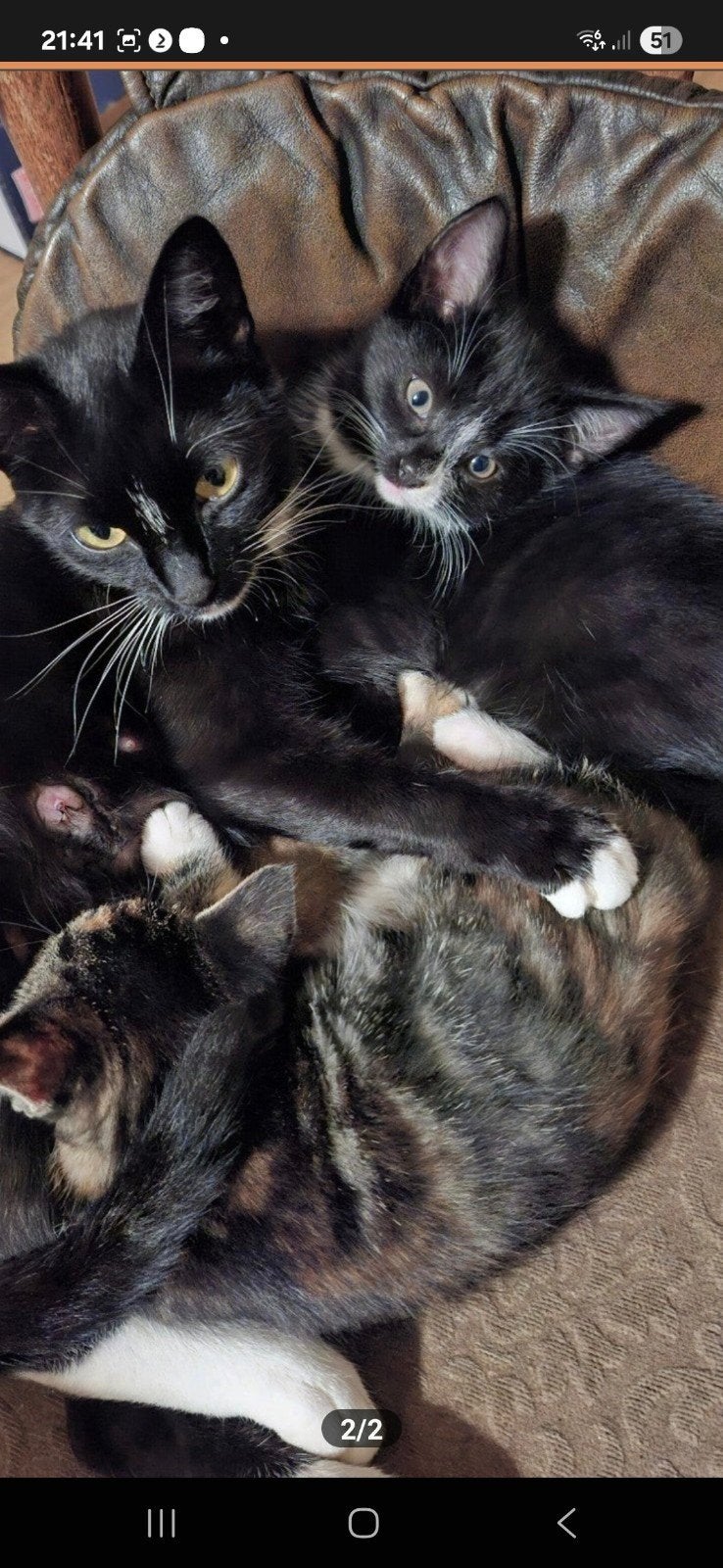 kittens( zwart met witte neusje nog beschikbaar ), Dieren en Toebehoren, Meerdere dieren